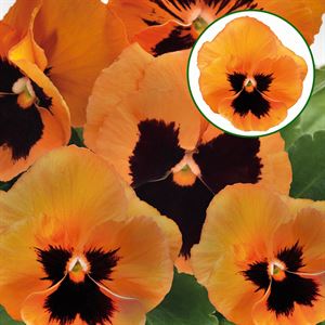 Bild von Viola P9 Grootbloemig Orange with blotch